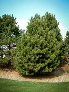 Сосна Чёрная (Pinus Nigra) купить по цене от 270.00р. в интернет-магазине «Посадика» с доставкой почтой в в Лаишевое и по всей России – [изображение №1].