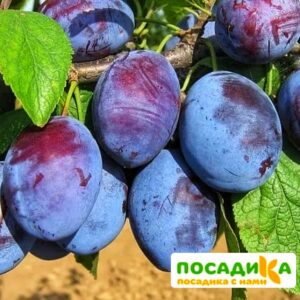 Слива Чачакская ранняя купить по цене от 229.00р. в интернет-магазине «Посадика» с доставкой почтой в в Лаишевое и по всей России – [изображение №1].