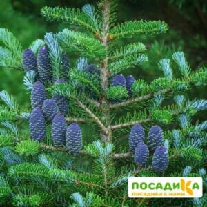 Пихта корейская (Abies koreana) купить по цене от 450.00р. в интернет-магазине «Посадика» с доставкой почтой в в Лаишевое и по всей России – [изображение №1].