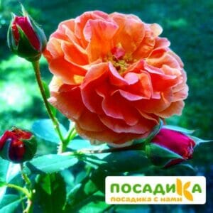 Роза Арабия купить по цене от 350.00р. в интернет-магазине «Посадика» с доставкой почтой в в Лаишевое и по всей России – [изображение №1].