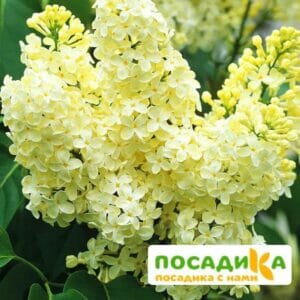 Сирень Примроуз (Primrose) купить по цене от 529.00р. в интернет-магазине «Посадика» с доставкой почтой в в Лаишевое и по всей России – [изображение №1].