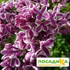 Сирень Сенсация купить по цене от 529.00р. в интернет-магазине «Посадика» с доставкой почтой в в Лаишевое и по всей России – [изображение №1].