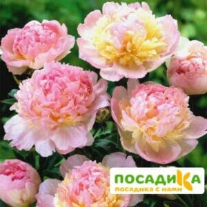 Пион Распберри Сандей (Paeonia Raspberry Sundae) купить по цене от 959р. в интернет-магазине «Посадика» с доставкой почтой в в Лаишевое и по всей России – [изображение №1].