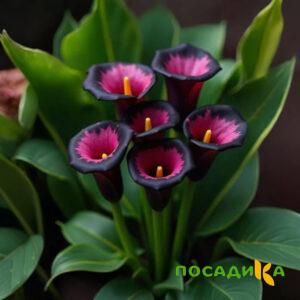 Калла Аура Лейс купить по цене от 400р. в интернет-магазине «Посадика» с доставкой почтой в в Лаишевое и по всей России – [изображение №1].