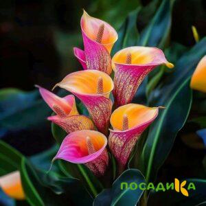 Калла Оникс купить по цене от 450р. в интернет-магазине «Посадика» с доставкой почтой в в Лаишевое и по всей России – [изображение №1].