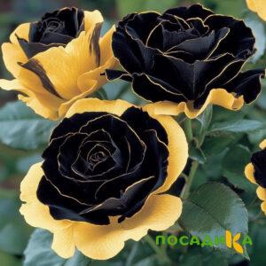 Роза Ханни Сикл купить по цене от 700р. в интернет-магазине «Посадика» с доставкой почтой в в Лаишевое и по всей России – [изображение №1].