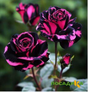 Роза Багровый Шепот купить по цене от 366р. в интернет-магазине «Посадика» с доставкой почтой в в Лаишевое и по всей России – [изображение №1].