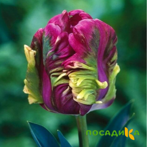 Тюльпан Экзотик Хэвен купить по цене от 186р. в интернет-магазине «Посадика» с доставкой почтой в в Лаишевое и по всей России – [изображение №1].