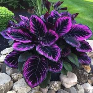 Хоста Люминоза купить по цене от 450р. в интернет-магазине «Посадика» с доставкой почтой в в Лаишевое и по всей России – [изображение №1].