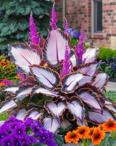 Хоста Кримэн Дрим купить по цене от 549р. в интернет-магазине «Посадика» с доставкой почтой в в Лаишевое и по всей России – [изображение №1].