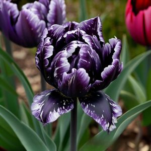 Тюльпан Индиго купить по цене от 600р. в интернет-магазине «Посадика» с доставкой почтой в в Лаишевое и по всей России – [изображение №1].
