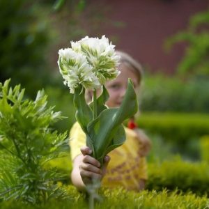 Тюльпан Супер Пэррот купить по цене от 360р. в интернет-магазине «Посадика» с доставкой почтой в в Лаишевое и по всей России – [изображение №1].