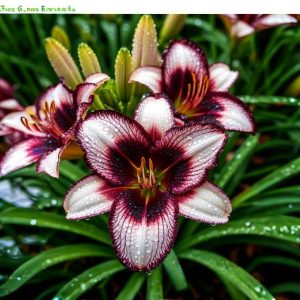 Лилейник Крим Сикл купить по цене от 799р. в интернет-магазине «Посадика» с доставкой почтой в в Лаишевое и по всей России – [изображение №1].