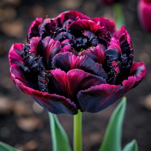 Тюльпан Фламинго купить по цене от 500р. в интернет-магазине «Посадика» с доставкой почтой в в Лаишевое и по всей России – [изображение №1].