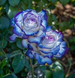 Роза Пэтолз Хоуп купить по цене от 333р. в интернет-магазине «Посадика» с доставкой почтой в в Лаишевое и по всей России – [изображение №1].