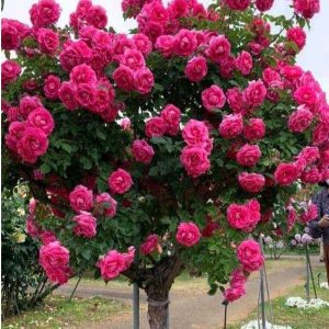 Роза Версаля купить по цене от 232р. в интернет-магазине «Посадика» с доставкой почтой в в Лаишевое и по всей России – [изображение №1].