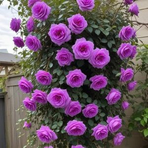 Роза Мистик Уайт купить по цене от 620р. в интернет-магазине «Посадика» с доставкой почтой в в Лаишевое и по всей России – [изображение №1].