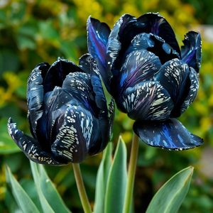 Тюльпан Блю Фог купить по цене от 500р. в интернет-магазине «Посадика» с доставкой почтой в в Лаишевое и по всей России – [изображение №1].