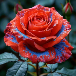 Роза Сикрет Гарден купить по цене от 619р. в интернет-магазине «Посадика» с доставкой почтой в в Лаишевое и по всей России – [изображение №1].