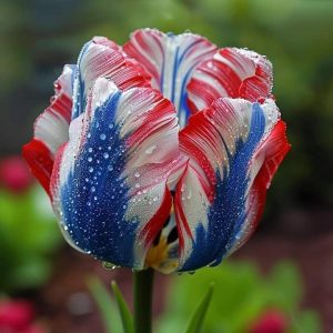 Тюльпан Ремс Сенсейшн купить по цене от 219р. в интернет-магазине «Посадика» с доставкой почтой в в Лаишевое и по всей России – [изображение №1].