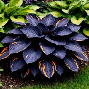 Хоста Умбра купить по цене от 349р. в интернет-магазине «Посадика» с доставкой почтой в в Лаишевое и по всей России – [изображение №1].