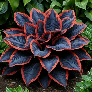 Хоста Солнечный Агат купить по цене от 440р. в интернет-магазине «Посадика» с доставкой почтой в в Лаишевое и по всей России – [изображение №1].