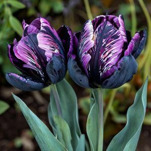 Тюльпан Блэк Каньон купить по цене от 305р. в интернет-магазине «Посадика» с доставкой почтой в в Лаишевое и по всей России – [изображение №1].