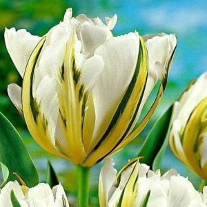 Тюльпан Экзотик Пуруссима купить по цене от 305р. в интернет-магазине «Посадика» с доставкой почтой в в Лаишевое и по всей России – [изображение №1].