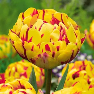 Тюльпан махровый Голден Ницц купить по цене от 361р. в интернет-магазине «Посадика» с доставкой почтой в в Лаишевое и по всей России – [изображение №1].