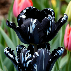 Тюльпан Шелк Нуар купить по цене от 219р. в интернет-магазине «Посадика» с доставкой почтой в в Лаишевое и по всей России – [изображение №1].