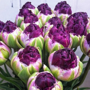 Тюльпан Анаконда купить по цене от 450р. в интернет-магазине «Посадика» с доставкой почтой в в Лаишевое и по всей России – [изображение №1].