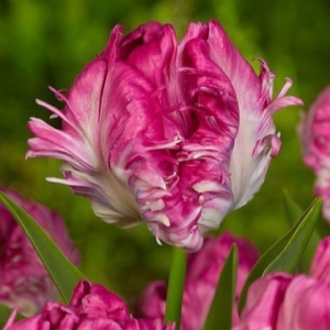 Тюльпан махровый Кул Кристал купить по цене от 400р. в интернет-магазине «Посадика» с доставкой почтой в в Лаишевое и по всей России – [изображение №1].