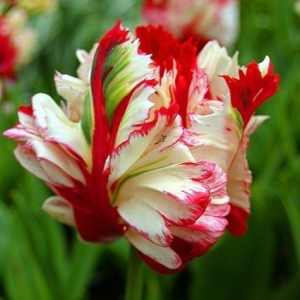 Тюльпан Эстелла Рижнвельд купить по цене от 500р. в интернет-магазине «Посадика» с доставкой почтой в в Лаишевое и по всей России – [изображение №1].