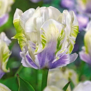 Тюльпан Уайт Лизарт купить по цене от 360р. в интернет-магазине «Посадика» с доставкой почтой в в Лаишевое и по всей России – [изображение №1].