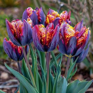 Тюльпан Опал Дрим купить по цене от 207р. в интернет-магазине «Посадика» с доставкой почтой в в Лаишевое и по всей России – [изображение №1].