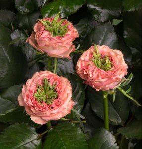 Роза Амбер Инчант купить по цене от 495р. в интернет-магазине «Посадика» с доставкой почтой в в Лаишевое и по всей России – [изображение №1].