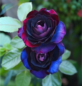 Роза Скарлет Рэвери купить по цене от 489р. в интернет-магазине «Посадика» с доставкой почтой в в Лаишевое и по всей России – [изображение №1].