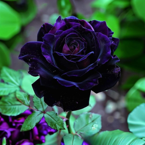 Роза Блэк Пантер купить по цене от 319р. в интернет-магазине «Посадика» с доставкой почтой в в Лаишевое и по всей России – [изображение №1].