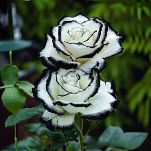 Роза Силк Ивин купить по цене от 319р. в интернет-магазине «Посадика» с доставкой почтой в в Лаишевое и по всей России – [изображение №1].