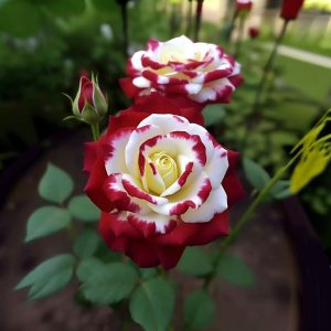 Роза Роял Глом купить по цене от 401р. в интернет-магазине «Посадика» с доставкой почтой в в Лаишевое и по всей России – [изображение №1].