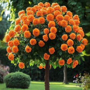 Роза Солнечный Шарм купить по цене от 349р. в интернет-магазине «Посадика» с доставкой почтой в в Лаишевое и по всей России – [изображение №1].