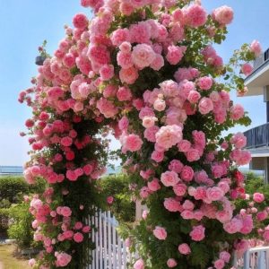 Роза Пастель Розе купить по цене от 605р. в интернет-магазине «Посадика» с доставкой почтой в в Лаишевое и по всей России – [изображение №1].