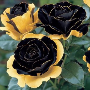 Роза Ханни Сикл купить по цене от 700р. в интернет-магазине «Посадика» с доставкой почтой в в Лаишевое и по всей России – [изображение №1].