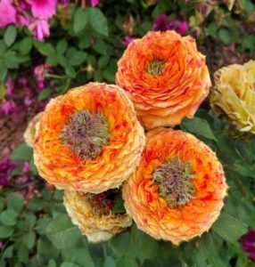 Роза Золотой Мираж купить по цене от 420р. в интернет-магазине «Посадика» с доставкой почтой в в Лаишевое и по всей России – [изображение №1].