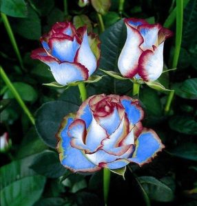 Роза Сафайер Пэтл купить по цене от 450р. в интернет-магазине «Посадика» с доставкой почтой в в Лаишевое и по всей России – [изображение №1].