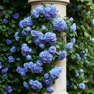 Роза плетистая Блю Перпл купить по цене от 540р. в интернет-магазине «Посадика» с доставкой почтой в в Лаишевое и по всей России – [изображение №1].